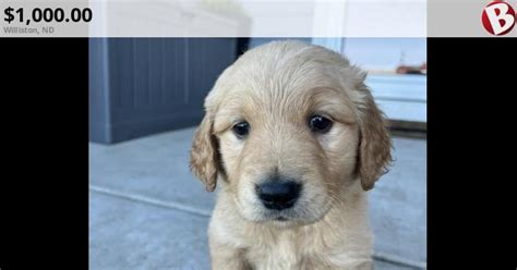 puppies for sale in williston nd|golden retriever dogs sale.